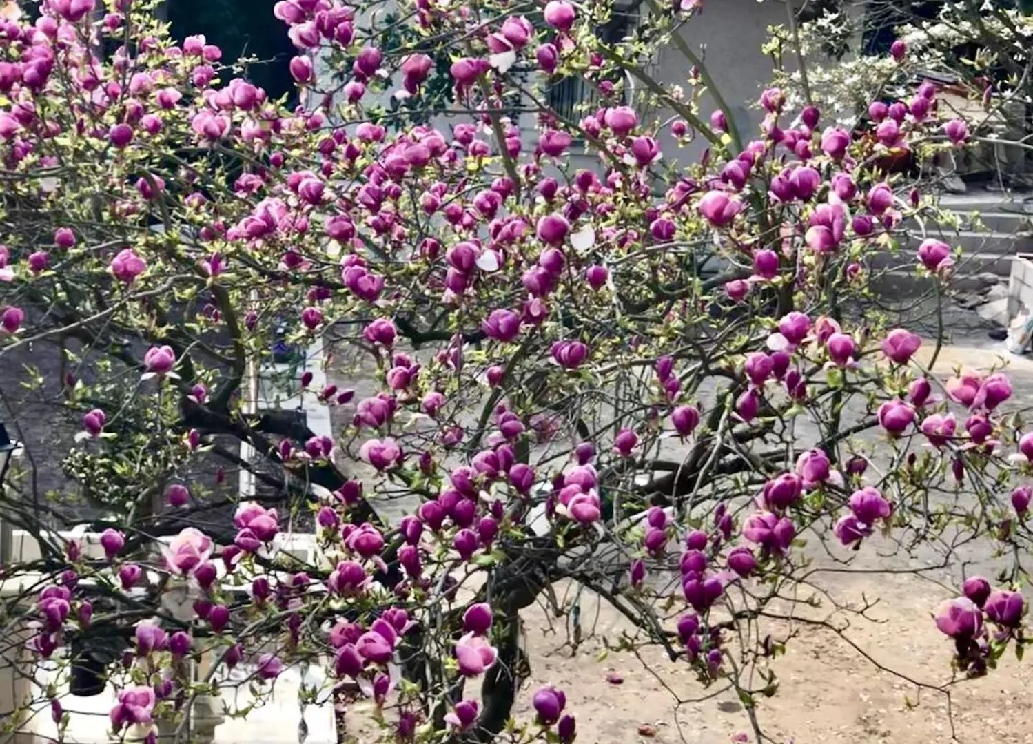 Ananda Huo בית אירוח